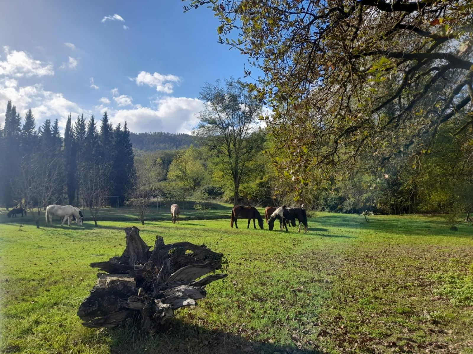 La Casella Antico Feudo Di Campagna Ficulle Zewnętrze zdjęcie